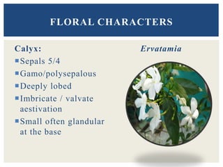 Calyx:
Sepals 5/4
Gamo/polysepalous
Deeply lobed
Imbricate / valvate
aestivation
Small often glandular
at the base
Ervatamia
FLORAL CHARACTERS
 