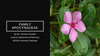 FAMILY
APOCYNACEAE
By Ms. Yamema Younatan
Lecturer, Department of Pharmacy
CECOS University, Peshawar
 