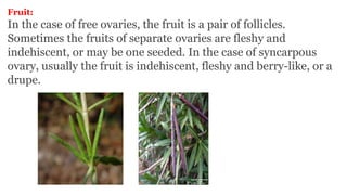 Fruit:
In the case of free ovaries, the fruit is a pair of follicles.
Sometimes the fruits of separate ovaries are fleshy and
indehiscent, or may be one seeded. In the case of syncarpous
ovary, usually the fruit is indehiscent, fleshy and berry-like, or a
drupe.
 
