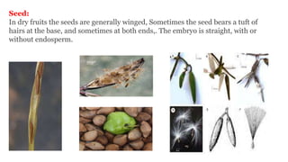 Seed:
In dry fruits the seeds are generally winged, Sometimes the seed bears a tuft of
hairs at the base, and sometimes at both ends,. The embryo is straight, with or
without endosperm.
 
