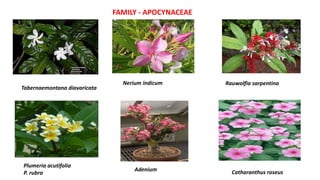FAMILY - APOCYNACEAE
Nerium indicum
Catharanthus roseus
Adenium
Rauwolfia sarpentina
Tabernaemontana diavaricata
Plumeria acutifolia
P. rubra
 