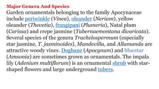 Major Genera And Species
Garden ornamentals belonging to the family Apocynaceae
include periwinkle (Vinca), oleander (Nerium), yellow
oleander (Thevetia), frangipani (Plumeria), Natal plum
(Carissa) and crepe jasmine (Tabernaemontana divaricata).
Several species of the genera Trachelospermum (especially
star jasmine, T. jasminoides), Mandevilla, and Allamanda are
attractive woody vines. Dogbane (Apocynum) and bluestar
(Amsonia) are sometimes grown as ornamentals. The impala
lily (Adenium multiflorum) is an ornamental shrub with star-
shaped flowers and large underground tubers.
 