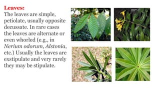 Leaves:
The leaves are simple,
petiolate, usually opposite
decussate. In rare cases
the leaves are alternate or
even whorled (e.g., in
Nerium odorum, Alstonia,
etc.) Usually the leaves are
exstipulate and very rarely
they may be stipulate.
 