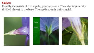 Calyx:
Usually it consists of five sepals, gamosepalous. The calyx is generally
divided almost to the base. The aestivation is quincuncial.
 