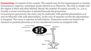 Gynoecium: It consists of two carpels. The carpels may be free (apocarpous) or connate
(syncarpous); superior, sometimes partly inferior as in Plumeria. The style is simple and
the stigma is thick and often bilobed. Rarely the number of carpels exceeds, i.e., 3 to 5.
Usually a nectar secreting disc is situated beneath the gynoecium.
In syncarpous gynoecium, the ovary may be unilocular with parietal placentation or it
may be bilocular with axile placentation. In the case of separate ovaries the placentation
is marginal. The ovary is superior or half-inferior. Numerous ovules are found to be
situated on parietal placentas or in two chambered ovaries on marginal walls.
 
