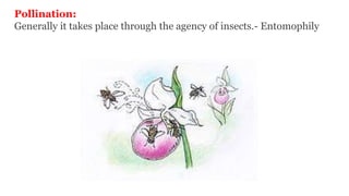 Pollination:
Generally it takes place through the agency of insects.- Entomophily
 