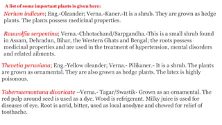 A list of some important plants is given here:
Nerium indicum; Eng.-Oleander; Verna.-Kaner.-It is a shrub. They are grown as hedge
plants. The plants possess medicinal properties.
Rauwolfia serpentina; Verna.-Chhotachand/Sarpgandha.-This is a small shrub found
in Assam, Dehradun, Bihar, the Western Ghats and Bengal; the roots possess
medicinal properties and are used in the treatment of hypertension, mental disorders
and related ailments.
Thevetia peruviana; Eng.-Yellow oleander; Verna.- Pilikaner.- It is a shrub. The plants
are grown as ornamental. They are also grown as hedge plants. The latex is highly
poisonous.
Tabernaemontana divaricate –Verna.- Tagar/Swastik- Grown as an ornamental. The
red pulp around seed is used as a dye. Wood is refrigerant. Milky juice is used for
diseases of eye. Root is acrid, bitter, used as local anodyne and chewed for relief of
toothache.
 