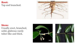 Root:
Tap and branched.
Stem:
Usually erect, branched,
solid, glabrous rarely
tuber-like and thick.
 