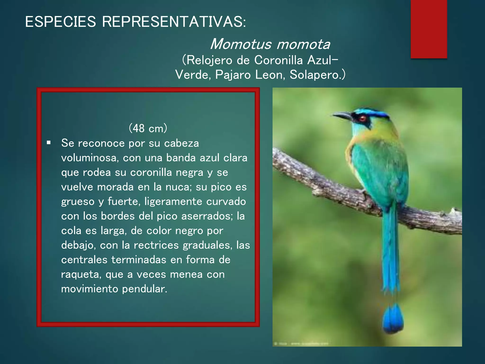 Rectrices Apodiformes - Aves | PPTX