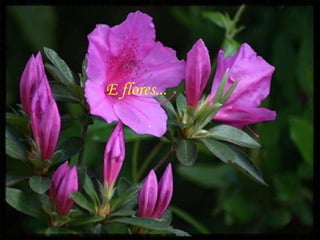 E flores... 