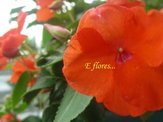 E flores... 