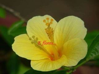E flores... 