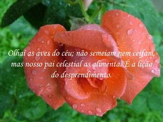 Olhai as aves do céu; não semeiam nem ceifam, mas nosso pai celestial as alimenta. É a lição do desprendimento. 