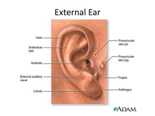 External Ear

 