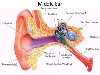Middle Ear

 