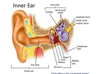 Inner Ear

 