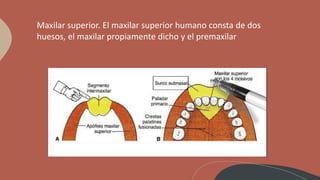 APOFISIS ALVEOLARES EMBRIOLOGIA ODONTOLOGIA | PPTX