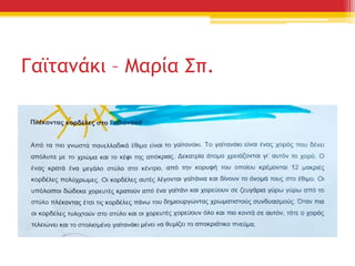Γαϊτανάκι – Μαρία Σπ.
 