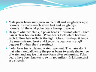 Male polar bears may grow 10 feet tall and weigh over 1400 pounds.  Females reach seven feet and weigh 650 pounds.  In the wild polar bears live up to age 25.Despite what we think, a polar bear's fur is not white.  Each hair is clear hollow tube.  Polar bears look white because each hollow hair reflects the light. On sunny days, it traps the sun's infrared heat and keeps the bear warm at 98 degrees F (when they're resting). Polar bear fur is oily and water repellent. The hairs don't mat when wet, allowing the polar bears to easily shake free of water and any ice that may form after swimming. Polar bears have been known to swim 100 miles (161 kilometers) at a stretch.