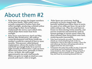 About them #2Polar bears are among the largest members of the bear family. Their white coat is actually composed of hollow hairs that reflect sunlight, producing a whitish/yellow camouflage in their Arctic habitat. Underneath the snowy coat is black skin, which helps them retain heat from sunlight.Polar bears mate between April and May. Shortly after fertilization, the embryo ceases development and floats inside the mother's womb for a period of four or more months. This process, called delayed implantation, allows the mother to feed and build up enough body fat to survive eight months of hibernation. Cubs are born about every three years, generally in litters of two. At birth, the cubs weigh approximately one and a half pounds. Males can grow to weigh as much as 1,000 pounds and reach 11 feet in length. Polar bears are carnivores, feeding primarily on Arctic ringed seals. Their partially webbed paws allow them to swim, at a pace of six miles per hour, for up to 60 miles without rest. They live and hunt on frozen ice floes during winter months, and survive on berries and stored fat (and on human garbage in certain areas) when the short summer thaw forces them onto land, rendering seals inaccessible.Polar bears primarily eat seals. They often rest silently at a seal’s breathing hole in the ice, waiting for a seal in the water to surface. Once the seal comes up, the bear will spring and sink its jagged teeth into the seal’s head.Sometimes the polar bear stalks its prey. It may see a seal lying near its breathing hole and slowly move toward it, then charge it, biting its head or grabbing it with its massive claws. A polar bear may also hunt by swimming beneath the ice.