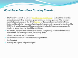 What Polar Bears Face Growing ThreatsThe World Conservation Union's Polar Bear Specialist Group has stated that polar bear populations could drop more than 30 percent in the coming 45 years. Polar bears are classified as vulnerable on the IUCN Red List of threatened species. Both the United States and Canada have also classified the polar bear as requiring special protections. The HSUS believes all nonessential human exploitation of polar bears, such as capture for display or trophy hunting, should be prohibited.Polar bears, top predators in their arctic habitat, face growing threats to their survival from habitat loss and degradation, specifically from: climate change and sea ice reductionenvironmental contaminants and chemical pollutantsdevelopmenthunting and capture for public display 