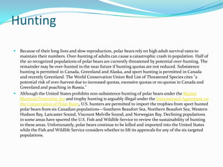 HuntingBecause of their long lives and slow reproduction, polar bears rely on high adult survival rates to maintain their numbers. Over-hunting of adults can cause a catastrophic crash in population. Half of the 20 recognized populations of polar bears are currently threatened by potential over-hunting. The remainder may be over-hunted in the near future if hunting quotas are not reduced. Subsistence hunting is permitted in Canada, Greenland and Alaska, and sport hunting is permitted in Canada and recently Greenland. The World Conservation Union Red List of Threatened Species cites "a potential risk of over-harvest due to increased quotas, excessive quotas or no quotas in Canada and Greenland and poaching in Russia."   Although the United States prohibits non-subsistence hunting of polar bears under the Marine Mammal Protection Act and trophy hunting is arguably illegal under the International Agreement on the Conservation of Polar Bears, U.S. hunters are permitted to import the trophies from sport hunted polar bears from six Canadian populations—Southern Beaufort Sea, Northern Beaufort Sea, Western Hudson Bay, Lancaster Sound, Viscount Melville Sound, and Norwegian Bay. Declining populations in some areas have spurred the U.S. Fish and Wildlife Service to review the sustainability of hunting in these areas. Unfortunately, polar bears continue to be killed and imported into the United States while the Fish and Wildlife Service considers whether to lift its approvals for any of the six targeted populations.