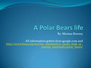 A Polar Bears life  By: Marissa Rooney All information gotten from google.com and http://www.hsus.org/marine_mammals/a_closer_look_at_marine_mammals/polar_bears/ 