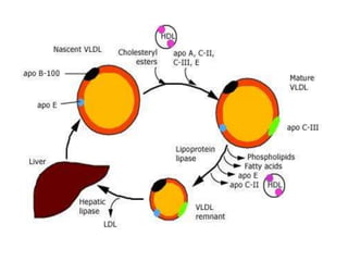 Apo lipoproteins structure and function | PPTX
