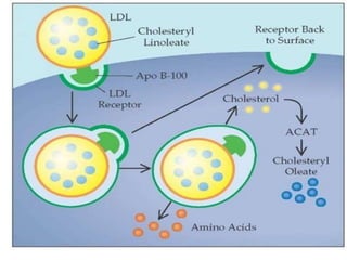 Apo lipoproteins structure and function | PPTX