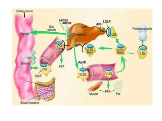 Apo lipoproteins structure and function | PPTX