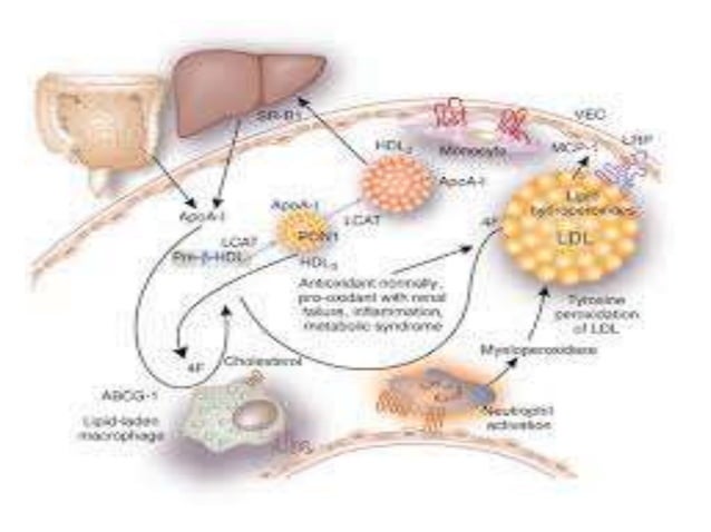 Apo lipoproteins structure and function | PPT