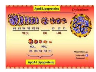 Apo lipoproteins structure and function | PPTX