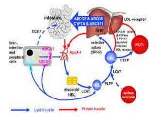 Apo lipoproteins structure and function | PPTX