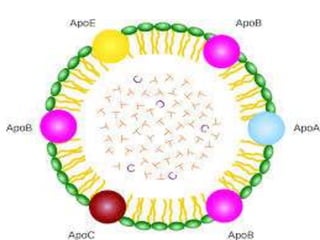 Apo lipoproteins structure and function | PPTX