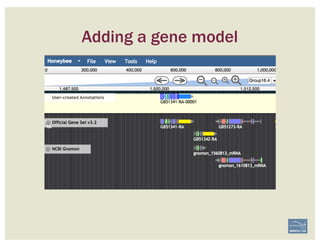 Adding a gene model
 