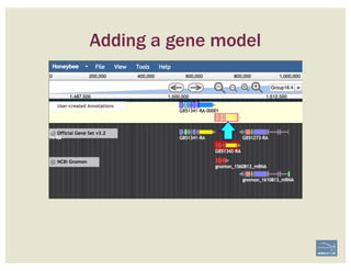 Adding a gene model
 