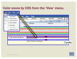 18 | BECOMING ACQUAINTED WITH APOLLO
Color exons by CDS from the ‘View’ menu.
 