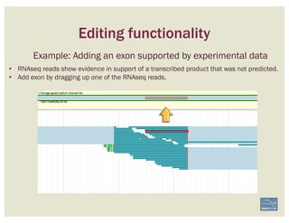 Editing functionality
Example: Adding an exon supported by experimental data
• RNAseq reads show evidence in support of a transcribed product that was not predicted.
• Add exon by dragging up one of the RNAseq reads.
 