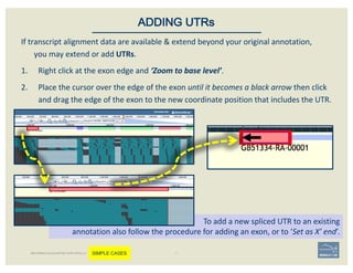 If	transcript	alignment	data	are	available	&	extend	beyond	your	original	annotation,	
you	may	extend	or	add	UTRs.	
1. Right	click	at	the	exon	edge	and	‘Zoom	to	base	level’.	
2. Place	the	cursor	over	the	edge	of	the	exon	until	it	becomes	a	black	arrow	then	click	
and	drag	the	edge	of	the	exon	to	the	new	coordinate	position	that	includes	the	UTR.	
ADDING UTRs
To	add	a	new	spliced	UTR	to	an	existing	
annotation	also	follow	the	procedure	for	adding	an	exon,	or	to	‘Set	as	X’	end’.
BECOMING ACQUAINTED WITH APOLLO SIMPLE CASES
 