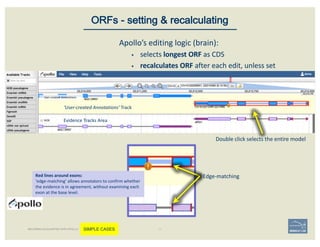 Double	click	selects	the	entire	model
Evidence	Tracks	Area
‘User-created	Annotations’	Track
Edge-matching
Apollo’s	editing	logic	(brain):	
§ selects	longest	ORF	as	CDS
§ recalculates	ORF	after	each	edit,	unless	set
ORFs - setting & recalculating
BECOMING ACQUAINTED WITH APOLLO SIMPLE CASES
Red	lines	around	exons:
‘edge-matching’	allows	annotators	to	confirm	whether	
the	evidence	is	in	agreement,	without	examining	each	
exon	at	the	base	level.
 