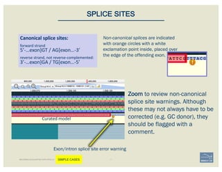 Non-canonical splices are indicated
with orange circles with a white
exclamation point inside, placed over
the edge of the offending exon.
Canonical	splice	sites:
3’-…exon]GA	/	TG[exon…-5’
5’-…exon]GT	/	AG[exon…-3’
reverse	strand,	not	reverse-complemented:
forward	strand
SPLICE SITES
Zoom to review non-canonical
splice site warnings. Although
these may not always have to be
corrected (e.g. GC donor), they
should be flagged with a
comment.
Exon/intron splice site error warning
Curated	model
BECOMING ACQUAINTED WITH APOLLO SIMPLE CASES
 