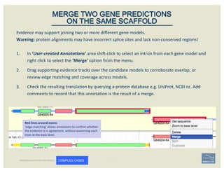 Evidence	may	support	joining	two	or	more	different	gene	models.	
Warning: protein	alignments	may	have	incorrect	splice	sites	and	lack	non-conserved	regions!
1. In	‘User-created	Annotations’	area shift-click	to	select	an	intron	from	each	gene	model	and	
right	click	to	select	the	‘Merge’ option	from	the	menu.	
2. Drag	supporting	evidence	tracks	over	the	candidate	models	to	corroborate	overlap,	or	
review	edge	matching	and	coverage	across	models.
3. Check	the	resulting	translation	by	querying	a	protein	database e.g.	UniProt,	NCBI	nr.	Add	
comments	to	record	that	this	annotation	is	the	result	of	a	merge.
MERGE TWO GENE PREDICTIONS
ON THE SAME SCAFFOLD
BECOMING ACQUAINTED WITH APOLLO COMPLEX CASES
Red	lines	around	exons:
‘edge-matching’	allows	annotators	to	confirm	whether	
the	evidence	is	in	agreement,	without	examining	each	
exon	at	the	base	level.
 