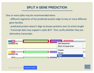 One	or	more	splits	may	be	recommended	when:	
- different	segments	of	the	predicted	protein	align	to	two	or	more	different	
gene	families	
- predicted	protein	doesn’t	align	to	known	proteins	over	its	entire	length
- Transcript	data	may	support	a	split;	BUT	- first,	verify	whether	they	are	
alternative	transcripts.	
SPLIT A GENE PREDICTION
BECOMING ACQUAINTED WITH APOLLO COMPLEX CASES
 