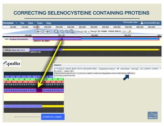 BECOMING ACQUAINTED WITH APOLLO COMPLEX CASES
CORRECTING SELENOCYSTEINE CONTAINING PROTEINS
 