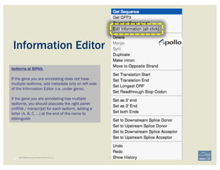 40 | BECOMING ACQUAINTED WITH APOLLO
Information Editor
Isoforms at BIPAA:
If the gene you are annotating does not have
multiple isoforms, add metadata only on left side
of the Information Editor (i.e. under gene).
If the gene you are annotating has multiple
isoforms, you should populate the right panel
(mRNA / transcript) for each isoform, adding a
letter (A, B, C, …) at the end of the name to
distinguish
 