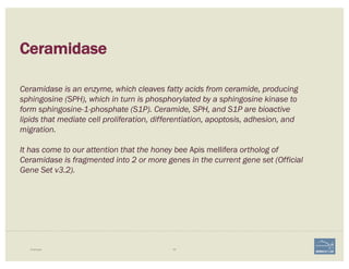 Ceramidase
Example 54
Ceramidase is an enzyme, which cleaves fatty acids from ceramide, producing
sphingosine (SPH), which in turn is phosphorylated by a sphingosine kinase to
form sphingosine-1-phosphate (S1P). Ceramide, SPH, and S1P are bioactive
lipids that mediate cell proliferation, differentiation, apoptosis, adhesion, and
migration.
It has come to our attention that the honey bee Apis mellifera ortholog of
Ceramidase is fragmented into 2 or more genes in the current gene set (Official
Gene Set v3.2).
 