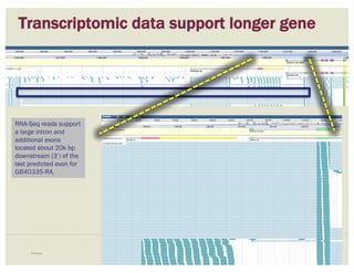 Transcriptomic data support longer gene
Example 61
RNA-Seq reads support
a large intron and
additional exons
located about 20k bp
downstream (3’) of the
last predicted exon for
GB40335-RA.
 