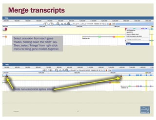 Merge transcripts
Example 63
Select one exon from each gene
model, holding down the ‘Shift’ key.
Then, select ‘Merge’ from right-click
menu to bring gene models together.
Note non-canonical splice sites.
 