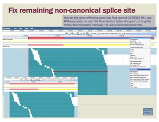 Fix remaining non-canonical splice site
Example 65
Now on the other offending exon (was first exon of GB40336-RA), use
RNA-seq reads - or use ‘Set Downstream Splice Acceptor’, or drag the
intron/exon boundary manually - to use a canonical splice site.
 
