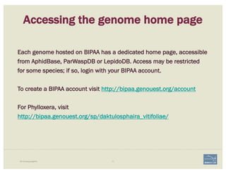 71i5K Workspace@NAL
Accessing the genome home page
Each genome hosted on BIPAA has a dedicated home page, accessible
from AphidBase, ParWaspDB or LepidoDB. Access may be restricted
for some species; if so, login with your BIPAA account.
To create a BIPAA account visit http://bipaa.genouest.org/account
For Phylloxera, visit
http://bipaa.genouest.org/sp/daktulosphaira_vitifoliae/
 